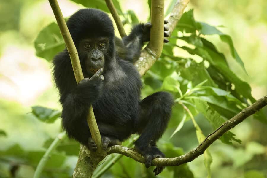 1 Day Gorilla Tour in Bwindi from Kigali - Price and Logistics: What $300 Covers and What Costs Extra