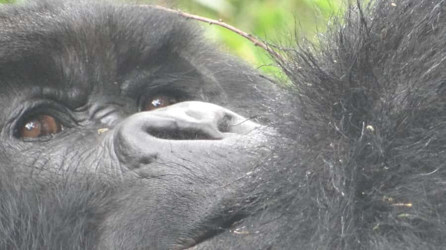 1 Day Gorilla Tour in Bwindi from Kigali - Crossing Into Uganda and Getting to the Trailhead Smoothly