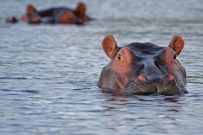 1 Day Lake Mburo National Park Short Safari from Kampala - Lake Mburo National Park: The Park Built Around Shoreline Life