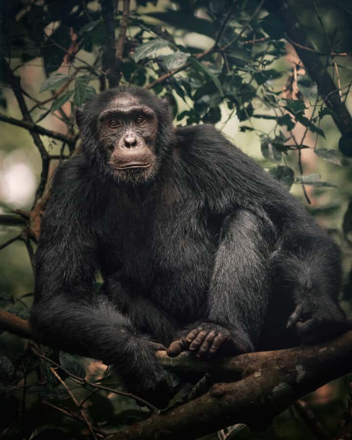 1-Day Ngamba Island chimpanzee tour - Key takeaways before you go