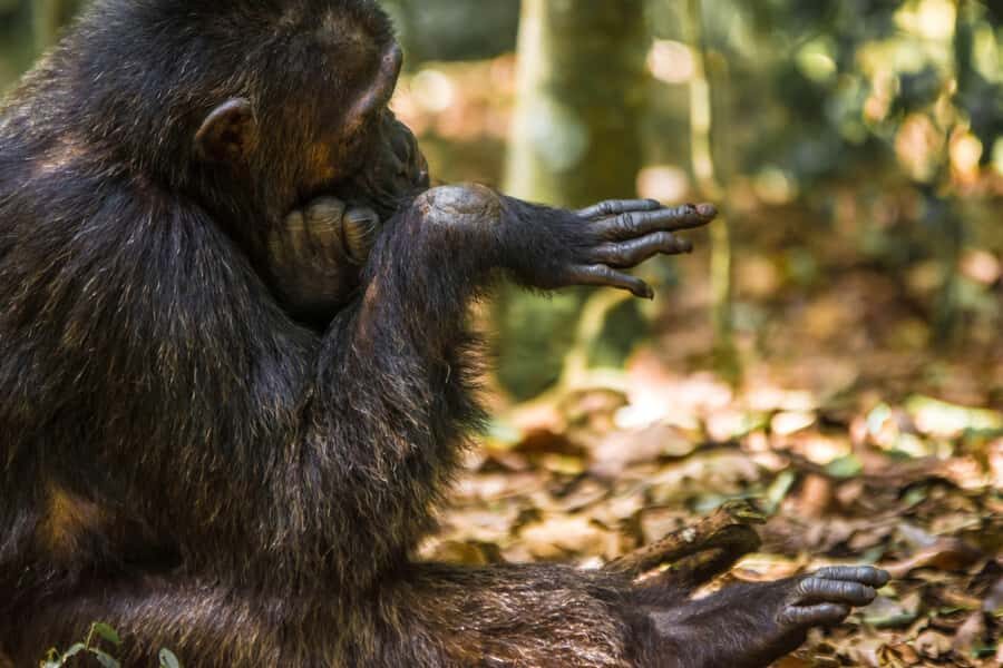1-Day Ngamba Island chimpanzee tour - Ngamba Island on Lake Victoria: what the boat ride sets up
