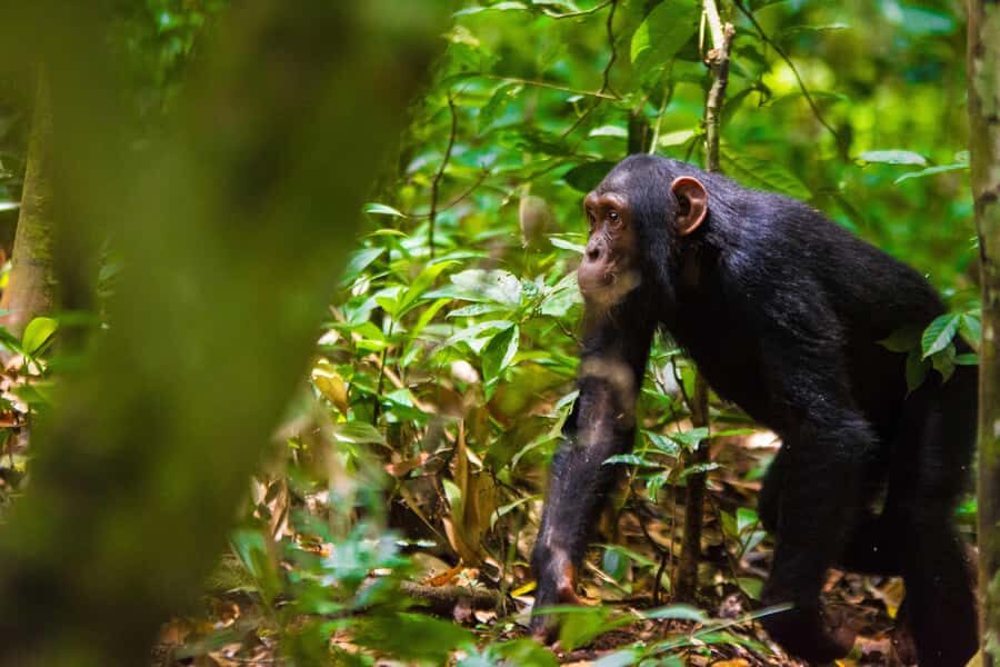 1-Day Ngamba Island chimpanzee tour - Hotel pickup, timing, and how to avoid a rushed feeling