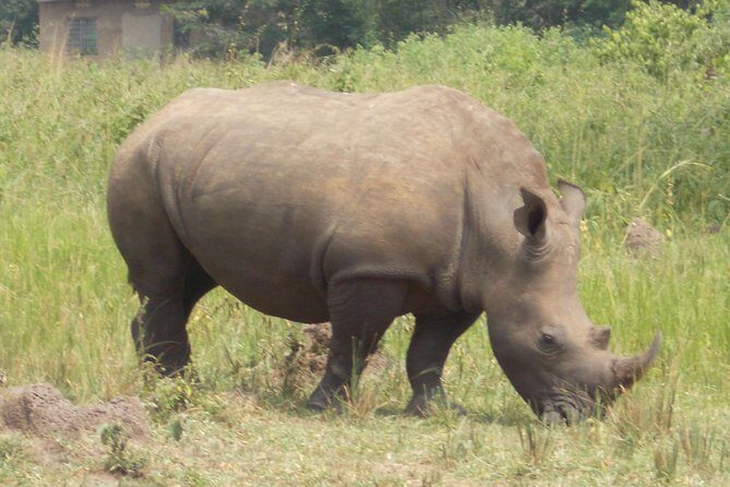 1 Day ziwa Rhino tracking trip - Key things to know before you go