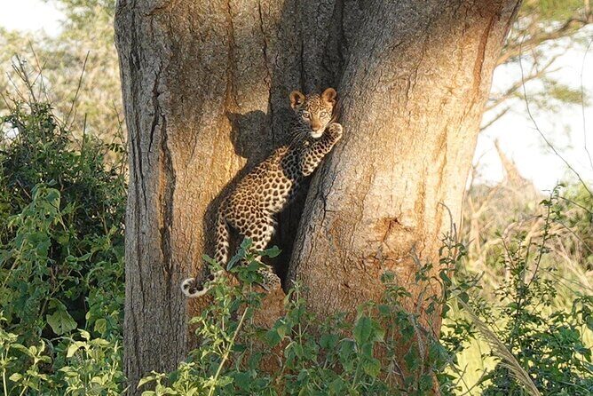 10-Day Big-7 Private Tour Experience in Uganda Safari - Kibale chimp trekking and Queen Elizabeth: prime primate and river-hippo days