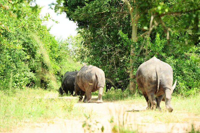 10 Day Gorilla Chimps and Big 5 Safari - Key things I’d put on your radar