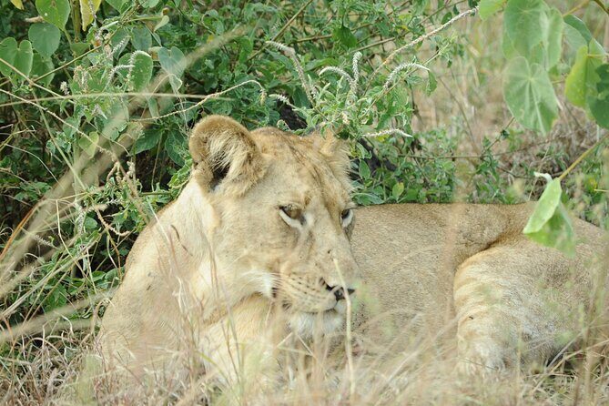 10 Day Gorilla Chimps and Big 5 Safari - Why this route makes sense for primates and Big Five