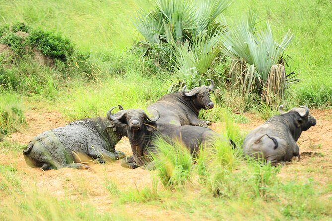 10 Day Gorilla Chimps and Big 5 Safari - Day 1 in Entebbe: a soft start before the real work