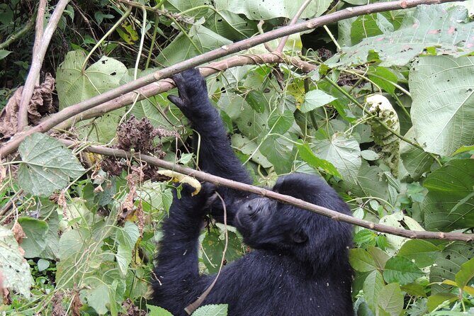 10 Day Gorilla Chimps and Big 5 Safari - Day 2 to 3: Murchison Falls National Park for rhinos, Nile power, and game drives