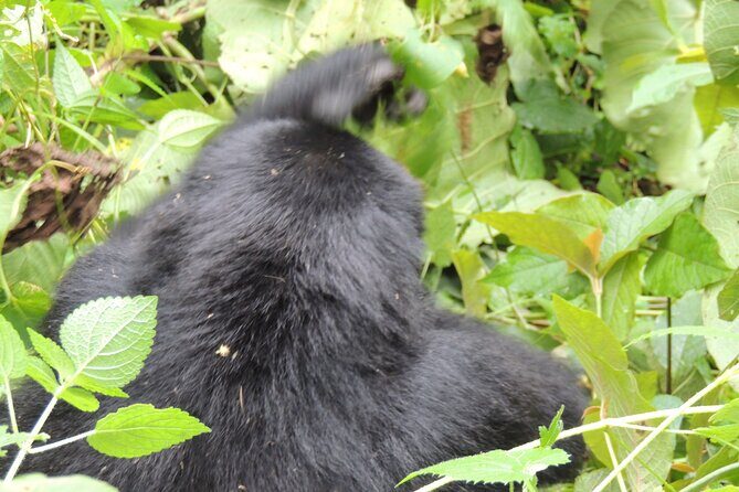 10 Day Gorilla Chimps and Big 5 Safari - Day 6: Chimps in Kyambura Gorge and Ishasha tree-climbing lions