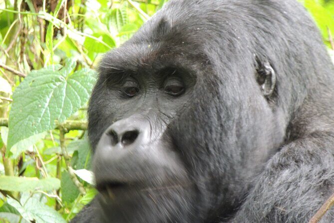 10 Day Gorilla Chimps and Big 5 Safari - Day 9: Lake Bunyonyi for a break from trekking intensity
