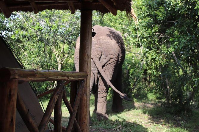 10 Day Western Uganda Budget Wildlife Safari - Day 5: Kasenyi plains safari and the Kazinga Channel cruise
