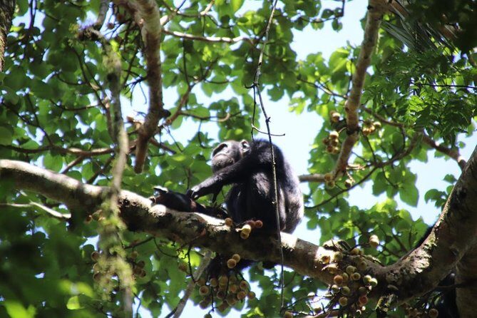 10 Day Western Uganda Budget Wildlife Safari - Day 6: Transfer to Bwindi, with an optional second chimp trek at Kalinzu