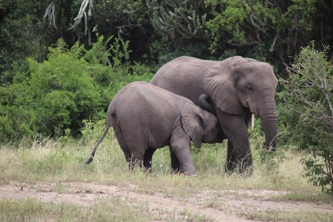 10 Day Western Uganda Budget Wildlife Safari - Day 1: Ziwa Rhino Sanctuary, then Murchison Falls