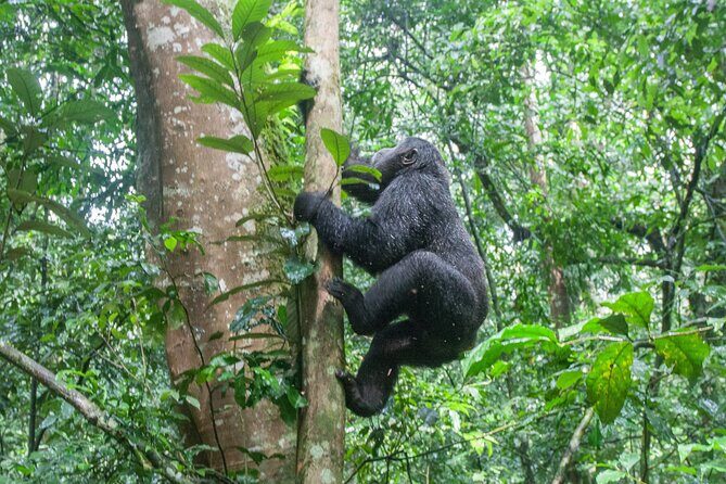 10 Days Affordable Gorilla Trekking Holiday - Ishasha tree-climbing lions on the way to Bwindi