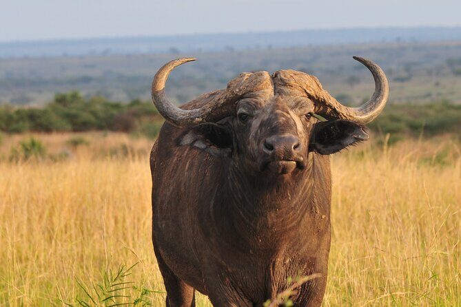12-Day Big 5, Chimp & Gorilla Trekking Safari - Bwindi gorilla tracking: what to wear and what to expect in the forest