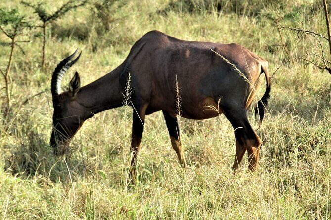 13 Days Private tour to discover Uganda's Best Safari - Queen Elizabeth National Park and Bigodi Wetland Sanctuary