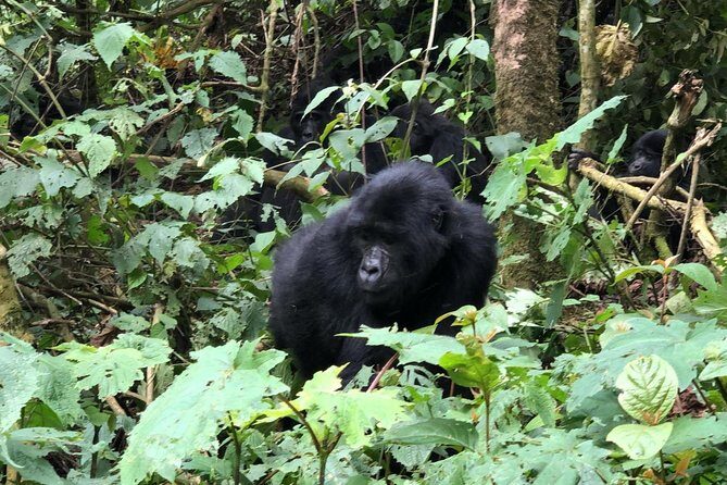 14 Day Pearl of Africa Uganda Classic Wildlife Safari - The route’s real strength: three primates plus savanna classics