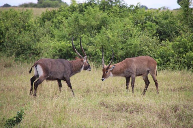 14 Day Pearl of Africa Uganda Classic Wildlife Safari - Murchison Falls: game drive, Nile boat, and that waterfall viewpoint