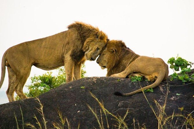 15 Day Gorillas, Chimps and Big 5 Safari Tour - Day 12-13: Lake Mburo nature walks with ranger protection, plus equator lunch