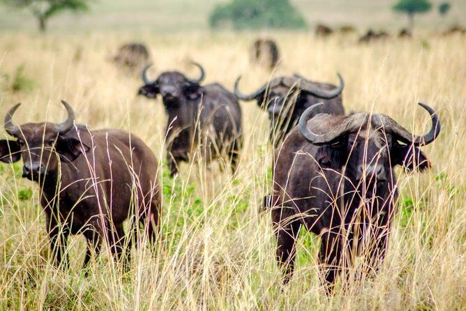 15 Day Gorillas, Chimps and Big 5 Safari Tour - Day 14-15: Jinja rafting on the Nile, then Mabira forest walk and canopy zip-line
