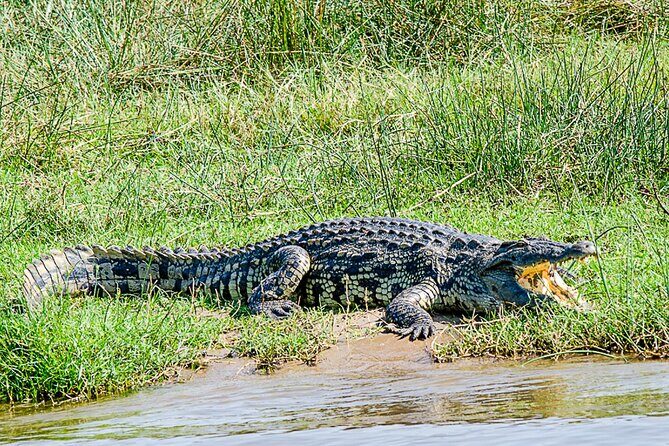 2 Day Guided Murchison Falls And Zziwa Rhino Trekking Safari - Timing and practical planning tips you’ll actually use
