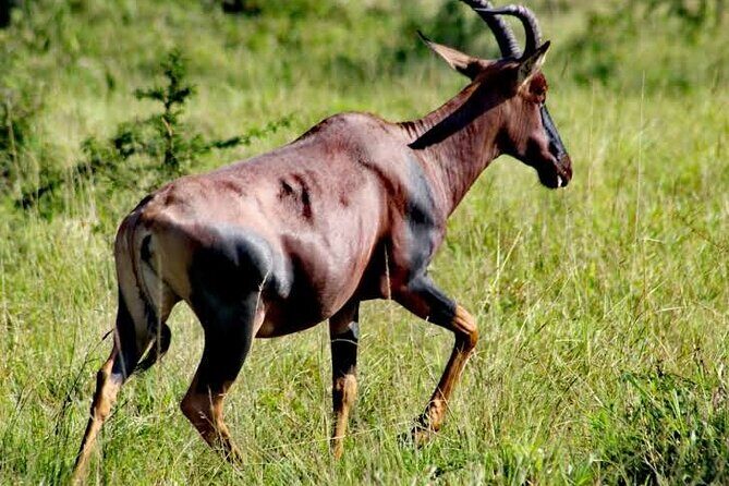 2-Day Wildlife Safari in Lake Mburo National Park - Starting in Kampala at 10:00 pm: the logistics advantage