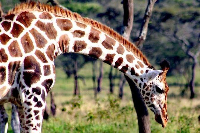 2-Day Wildlife Safari in Lake Mburo National Park - The $512 value: what’s included, what costs extra, and why it matters