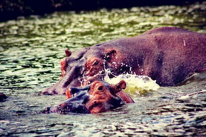 2-Day Wildlife Safari in Lake Mburo National Park - Guide quality and the human side of Dark Hills Uganda