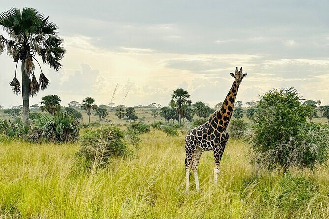 2 Days Budget Safari to Murchison Falls National Park - Afternoon Nile Delta Cruise from Paraa: Hippos, Crocs, and Birds You Can Actually Name