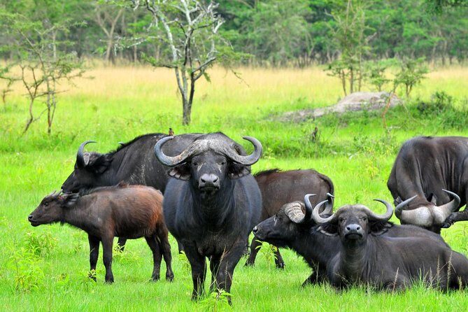 2 Days Family Safari to Murchison Falls Park Uganda - Sundowner Cruise on the Water: Crocs, Hippos, and Calm Light