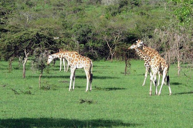 2 Days Family Safari to Murchison Falls Park Uganda - Price and Value: $2,100 Per Group (Up to 3)