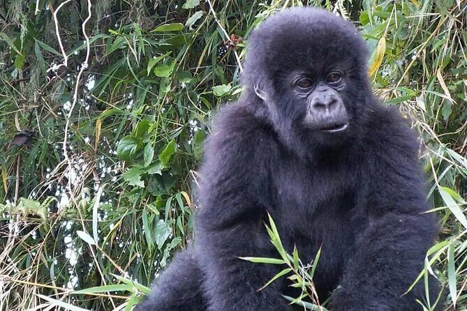 3-Day Climax Guided Gorilla Trekking Mist and Batwa Safari - Day 2: the gorilla trek briefing at the Bwindi gate (where the “real” day starts)