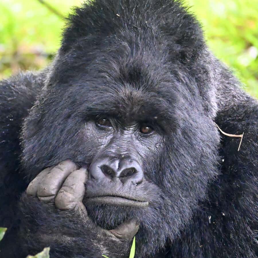 3-Day Gorilla Experience In Uganda - Getting to Bwindi: Entebbe vs Kigali Transfer Timing