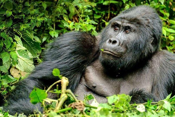 3-Day Gorilla Trekking Bunyonyi Mist Relaxation Safari - Day 3: Kabale and Lake Bunyonyi—relaxation that actually resets you
