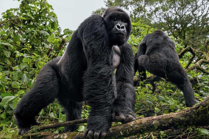 3-Day Gorilla Trekking Bunyonyi Mist Relaxation Safari - What private guiding changes (and what it doesn’t)