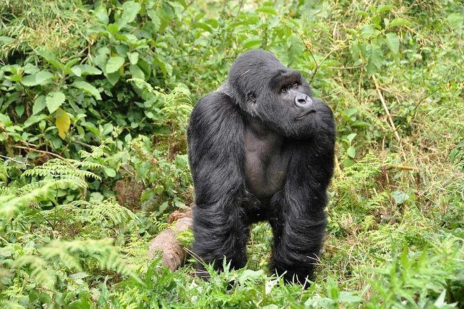 3-Day Gorilla Trekking Bunyonyi Mist Relaxation Safari - Who this trip is best for