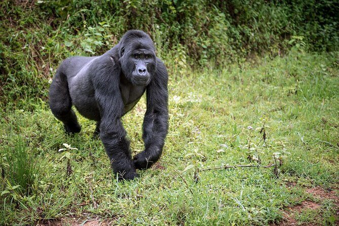 3-Day Gorilla Trekking Bunyonyi Mist Relaxation Safari - Should you book this gorilla trek + Bunyonyi combo?
