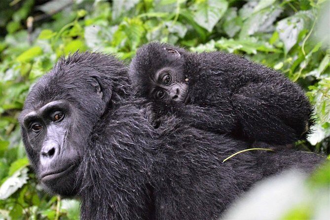 3-Day Gorilla Trekking Bunyonyi Mist Relaxation Safari - Day 2: The Bwindi gorilla trek—how the day really works