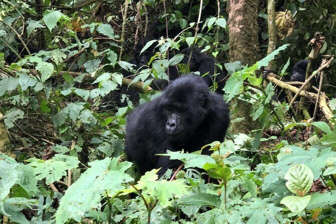 3 Day Gorilla Trekking Luxury Safari in Uganda - Bwindi gorilla trekking in 3 days: why this is a smart luxury format
