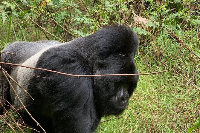 3 Day Gorilla Trekking Luxury Safari in Uganda - Lodge check-in and the quiet work of getting ready