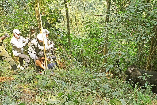3 Day Guided Gorilla Tracking Safari At Bwindi National Park - What One Hour With Mountain Gorillas Actually Means