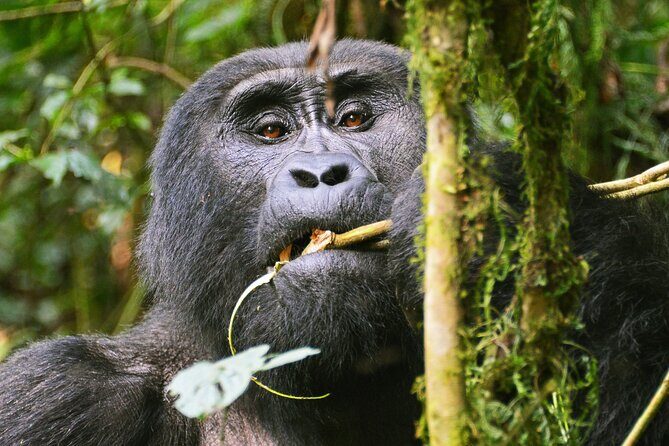 3 Day Guided Gorilla Tracking Safari At Bwindi National Park - Price and Value: What $2,320 Covers (and Why It’s Not Just a Ticket)