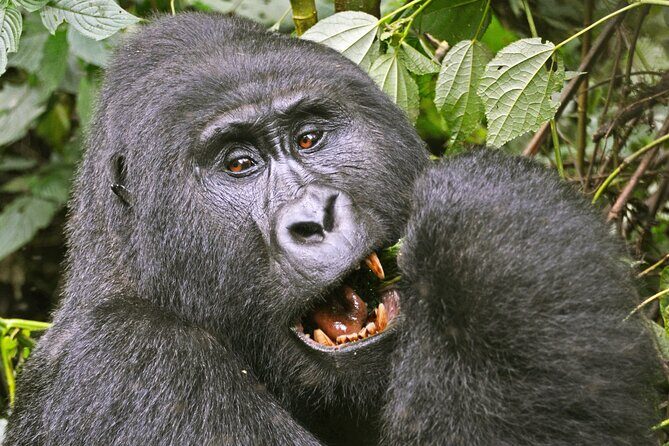 3 Day Guided Gorilla Tracking Safari At Bwindi National Park - Day 2: The 8:00 Ranger Briefing and the Real Test of the Rainforest