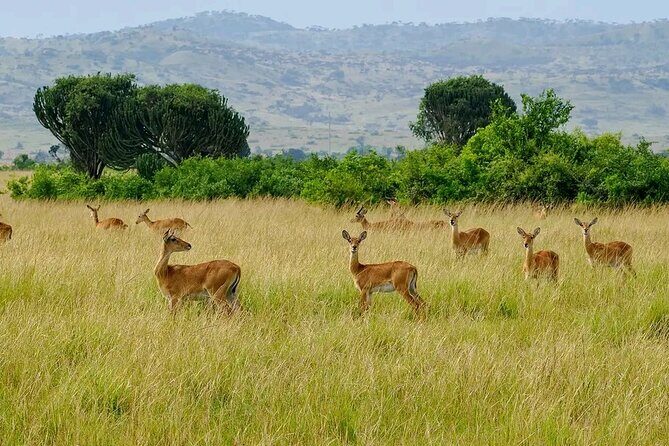 3 Day Murchison Falls' BIG 5 and Wildlife viewing Safari - Day two game drives: how to maximize lions, elephants, and giraffes