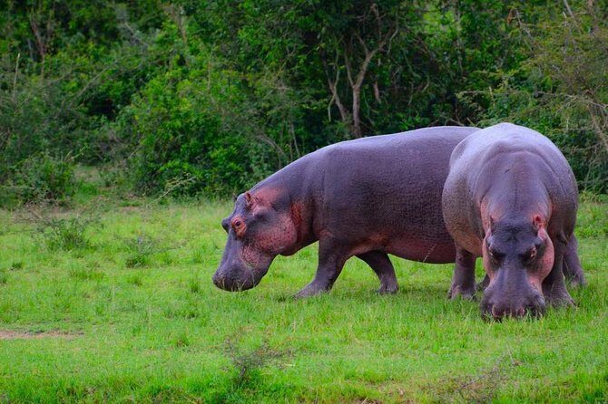 3 Day Private safari to Murchison Falls National Park with Big Five Experience - Practical tips so your days feel smooth