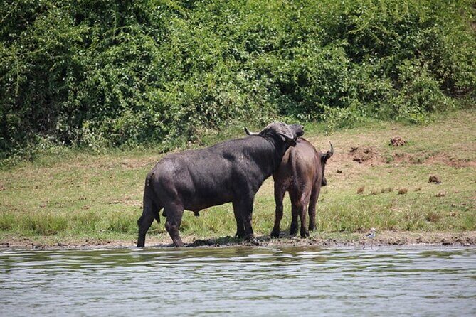 3-Day Safari in Queen Elizabeth National Park Uganda from Kampala - Game drive time in Queen Elizabeth: Kasenyi and beyond