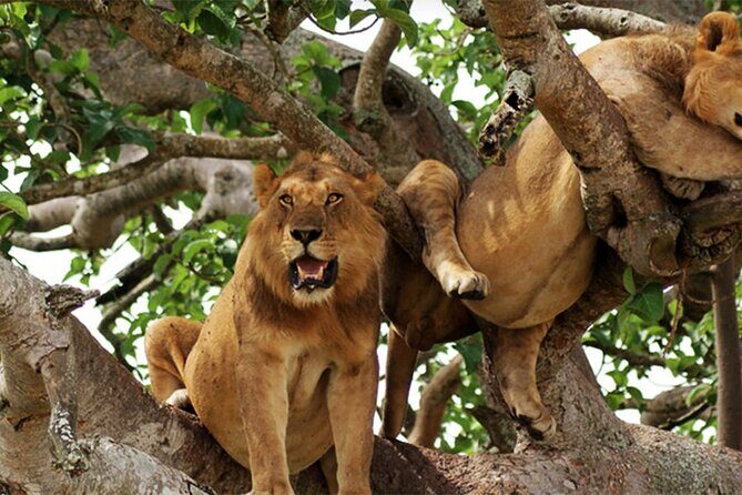 3-Day Safari in Queen Elizabeth National Park Uganda from Kampala - Kyambura Gorge and primate walk: chimpanzees are the draw