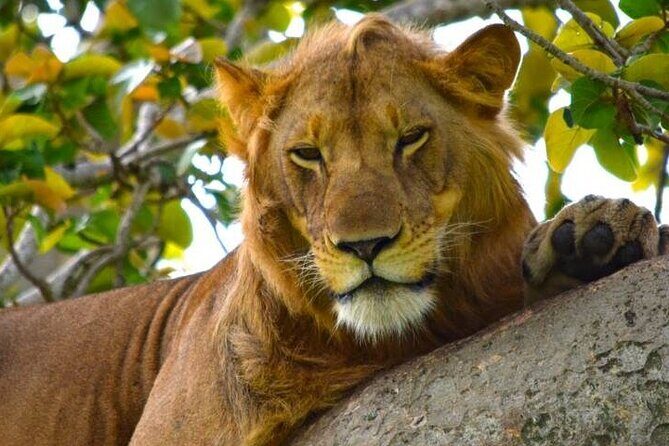 3-Day Safari in Queen Elizabeth National Park Uganda from Kampala - Equator stop and Mpambire Drums: small culture moments that fit