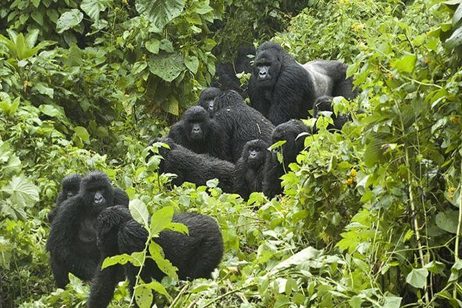 3 days Gorilla Trekking in Bwindi Inpenetrable national Park - Key Details That Matter (And Why)