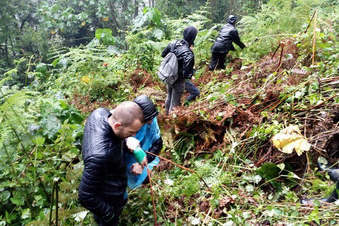 3 Days Gorilla trekking Safari Uganda, Bwindi Impenetrable Forest - Day 2: Orientation at Bwindi headquarters and the gorilla trek